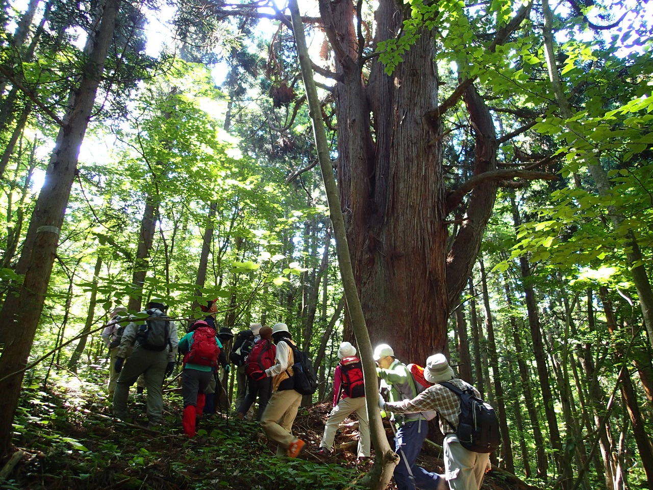 ①北限の天然杉を観賞してから山道へ。