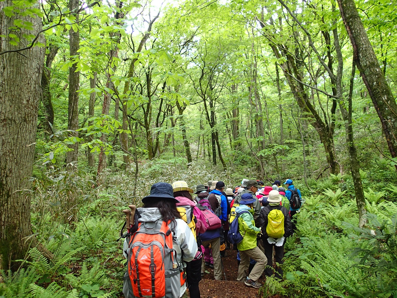 立ち止まっては山野草観賞。