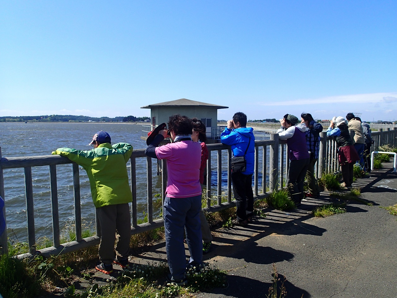 ④廻堰大溜池ではカンムリカイツブリを観察しました。