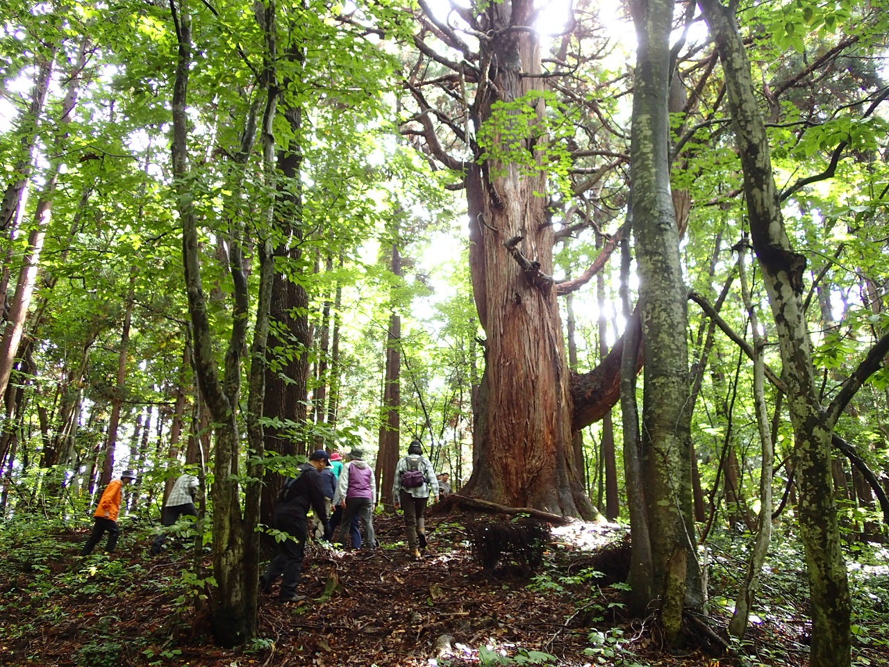 ①広葉樹が広がる白神、その周辺に自生する北限の天然杉を観賞。