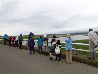 十三湖の岩木川河口、チョウゲンボウ発見。