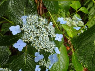 小雨の中、一層鮮やかに咲く「エゾアジサイ」。夏です。