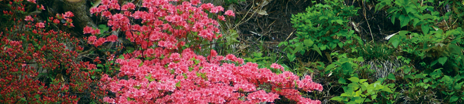 花の画像