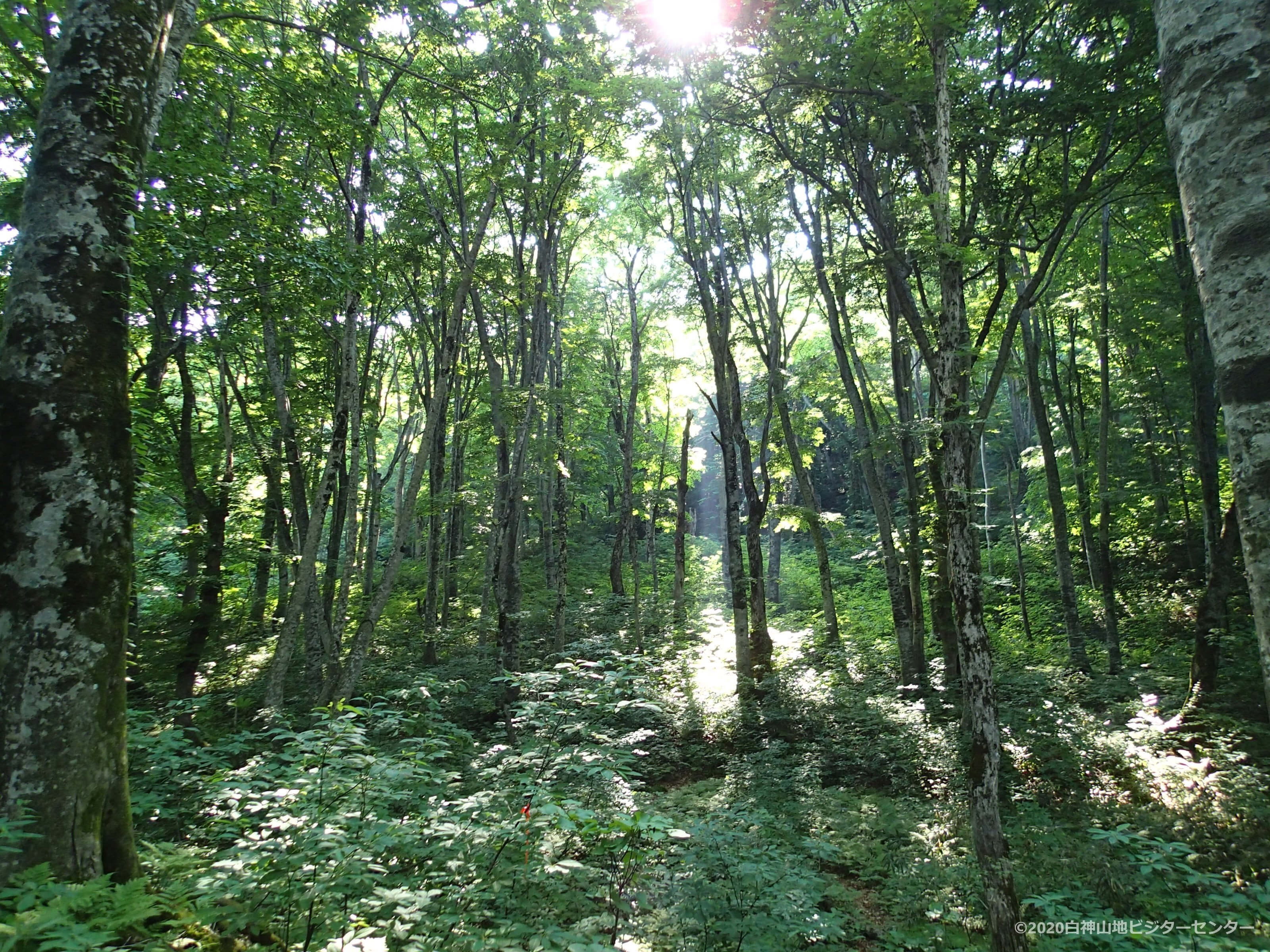 白神山地ブナの原生林